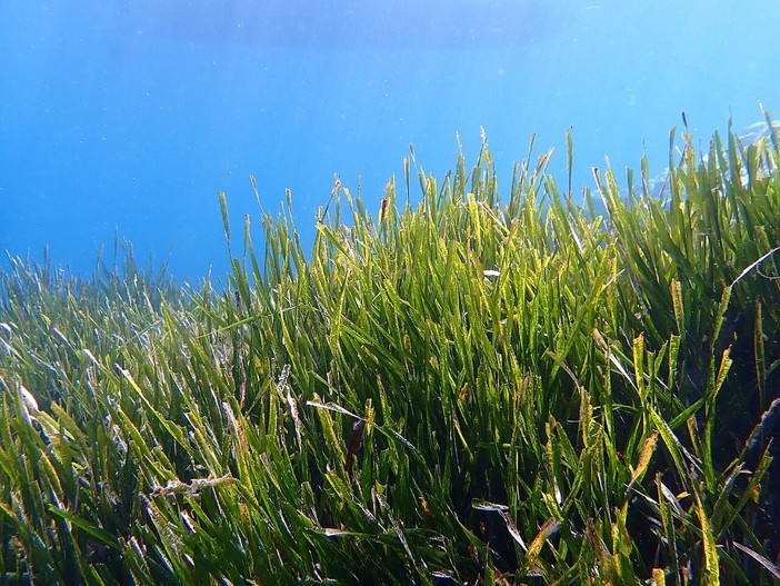 Ambiente, è allarme per la posidonia oceanica al largo di Noli: "E' in drastica regressione" Ambiente, è allarme per la posidonia oceanica al largo di Noli: "E' in drastica regressione"