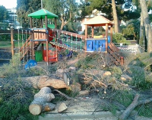 Alassio, abbattuti 5 Pini nel parco San Rocco. Il Wwf attacca: "Zona tutelata da vincolo paesaggistico"