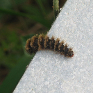 Loano torna a lottare contro la processionaria Loano torna a lottare contro la processionaria