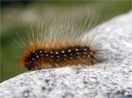 Lotta alla processionaria a Ceriale: controlli e interventi nelle aree cittadine