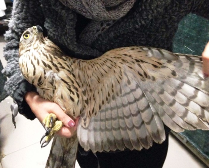 Sorpresa in "flagranza" di reato a mangiare un pollo, non riesce più a riprendere il volo: soccorsa una poiana