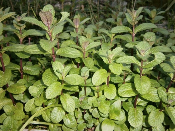 Piante aromatiche Piante aromatiche