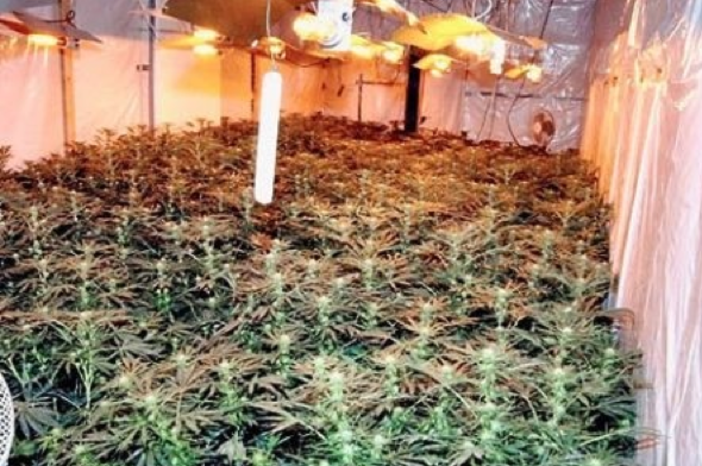 Coltivava marijuana accanto ai fiori: arrestato agricoltore di Ceriale