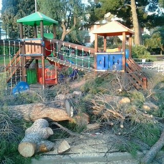 Alassio, abbattuti 5 Pini nel parco San Rocco. Il Wwf attacca: "Zona tutelata da vincolo paesaggistico"