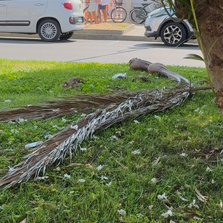 Albenga, il consigliere Podio sulla passeggiata a mare: "Un vero handicap rispetto alle città vicine"