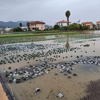 Albenga, il maltempo colpisce ancora il florovivaismo: campi allagati e piante a rischio (FOTO)