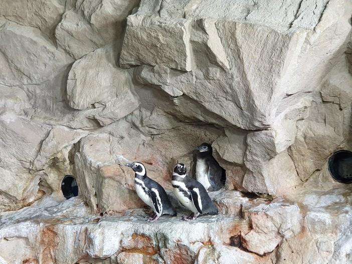 L'Acquario di Genova festeggia la nascita di tre nuovi piccoli di Pinguino Magellano (VIDEO e FOTO)