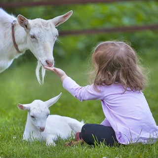 C’è Heidi? No, ma tante caprette sì!