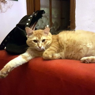 Smarrito gatto marrone ad Alassio