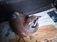 Savona, una pernice rossa recuperata dai volontari della Protezione Animali