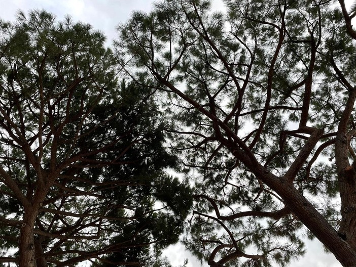 Verde pubblico ad Alassio: interventi sui pini marittimi di Passeggiata Ciccione e nei pressi del Monumento ai Caduti