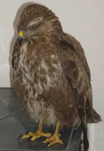 Nel 2010 l'Enpa ha soccorso oltre 11 mila animali selvatici Nel 2010 l'Enpa ha soccorso oltre 11 mila animali selvatici