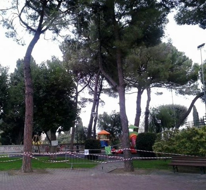 WWF al sindaco di Alassio: "Chiediamo incontro per riforestazione" WWF al sindaco di Alassio: "Chiediamo incontro per riforestazione"