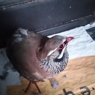 Savona, una pernice rossa recuperata dai volontari della Protezione Animali