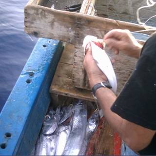 “Pesca ricreativa al palamito”, Gabriele Pisani (Liguria Popolare): “Ancora una volta difenderemo le nostre tradizioni” “Pesca ricreativa al palamito”, Gabriele Pisani (Liguria Popolare): “Ancora una volta difenderemo le nostre tradizioni”