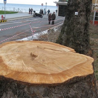 Gli alberi abbattuti nella centralissima piazza
