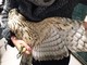 Sorpresa in "flagranza" di reato a mangiare un pollo, non riesce più a riprendere il volo: soccorsa una poiana
