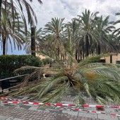 Loano, crolla una palma dopo il maltempo: il Comune accelera gli abbattimenti delle piante a rischio Loano, crolla una palma dopo il maltempo: il Comune accelera gli abbattimenti delle piante a rischio