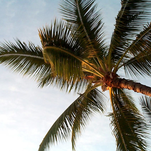 Savona continua la sua lotta contro il punteruolo rosso Savona continua la sua lotta contro il punteruolo rosso