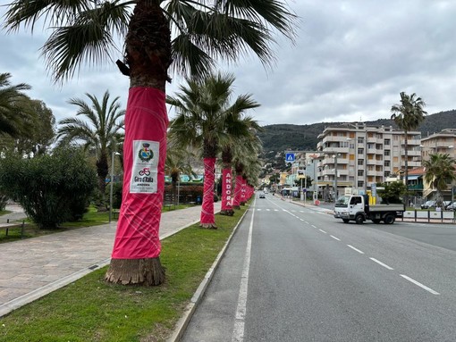 Milano-Sanremo, Andora è pronta ad accoglierla con le palme vestite di rosa Milano-Sanremo, Andora è pronta ad accoglierla con le palme vestite di rosa
