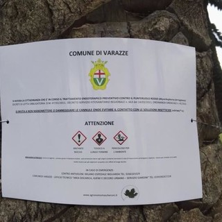 Varazze dichiara guerra al punteruolo rosso: al via un trattamento preventivo su 50 palme "Phoenix Canariensis" (VIDEO) Varazze dichiara guerra al punteruolo rosso: al via un trattamento preventivo su 50 palme "Phoenix Canariensis" (VIDEO)