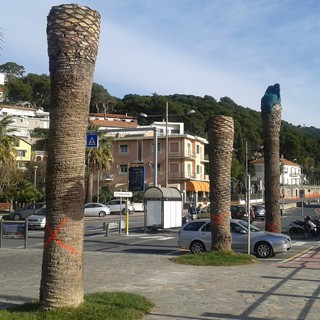 Andora, rischio caduta per 14 palme: il sindaco firma l'ordinanza di abbattimento
