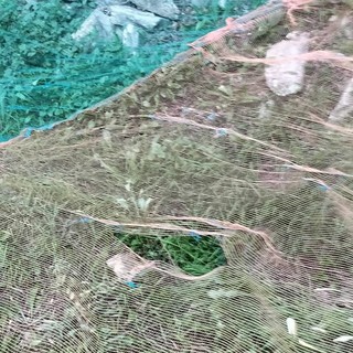 Emergenza cinghiali, Coldiretti: "Nel mirino anche le reti per la raccolta delle olive" Emergenza cinghiali, Coldiretti: "Nel mirino anche le reti per la raccolta delle olive"