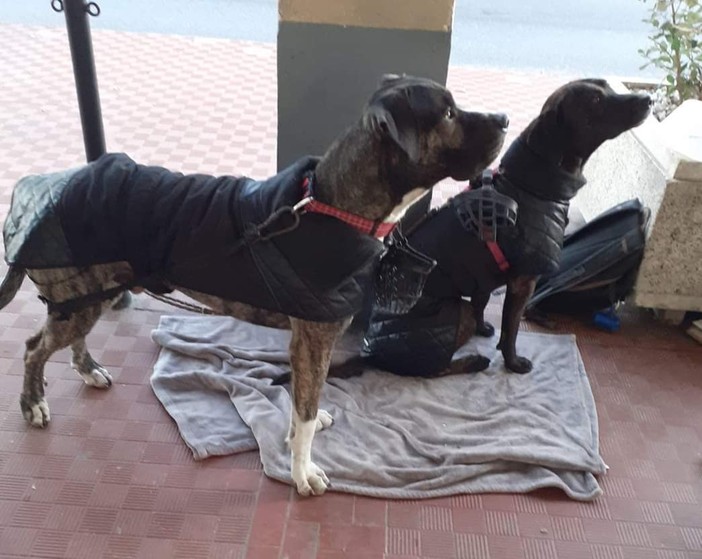 Cane ucciso da due coltellate, raccolti 1672 euro per il proprietario dalla comunità di Albissola Cane ucciso da due coltellate, raccolti 1672 euro per il proprietario dalla comunità di Albissola
