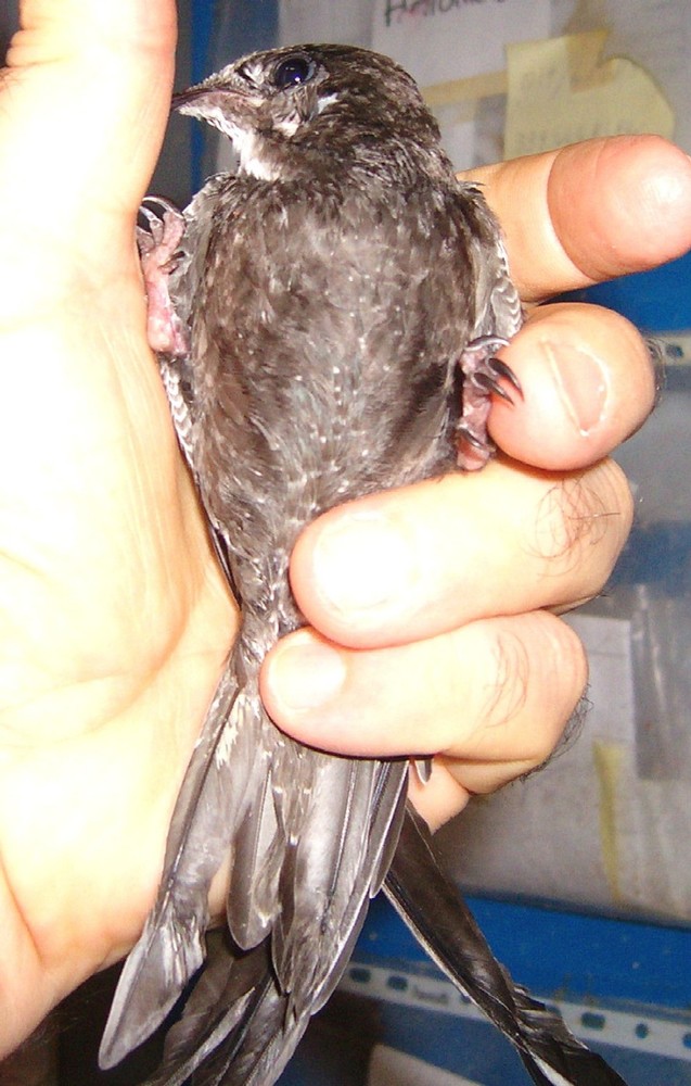 Cosa ci fa un rondone a novembre a Savona? Da inizio anno soccorsi 1.600 animali selvatici dall'Enpa Cosa ci fa un rondone a novembre a Savona? Da inizio anno soccorsi 1.600 animali selvatici dall'Enpa