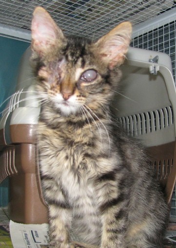 Enpa: Rita cerca casa Enpa: Rita cerca casa