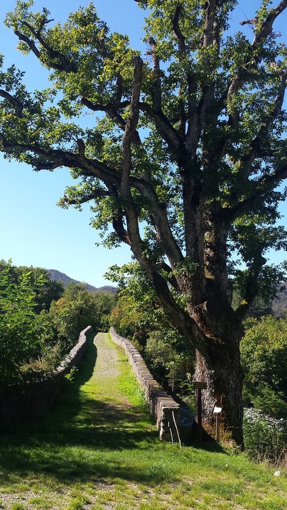 Gli alberi monumentali del Beigua inseriti nel Registro nazionale Gli alberi monumentali del Beigua inseriti nel Registro nazionale