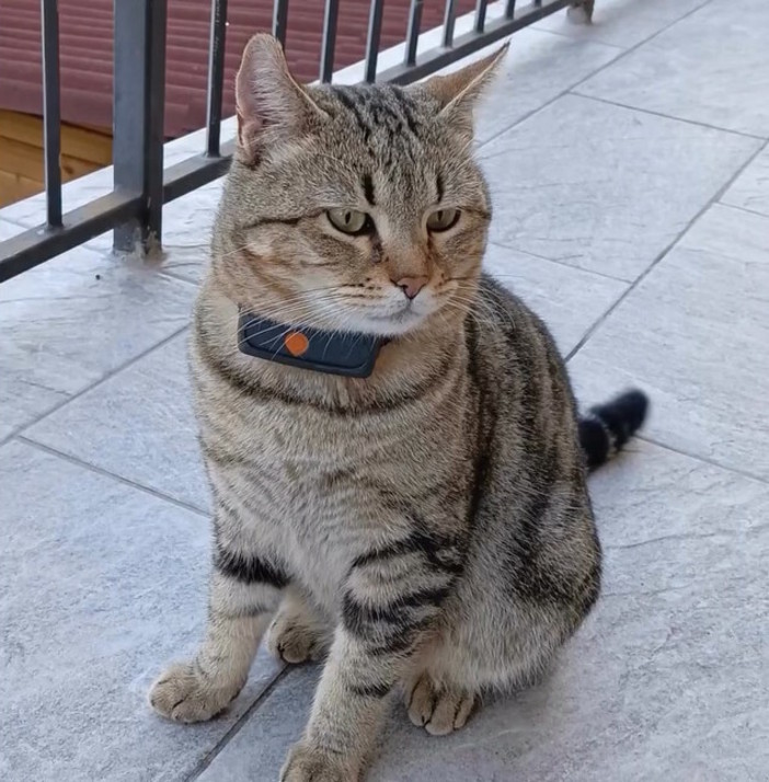 OSA e PAI: "Dove l’Asl non arriva, c’è Ronnie. Rilanciamo della pet therapy con iniziative strutturate"