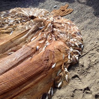 "Fermo biologico" alla pesca nel Tirreno. L'ENPA: "Finalmente"