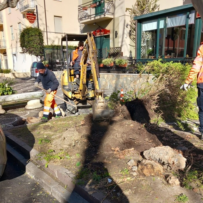 Albenga, al via il restyling delle aiuole di viale Italia (FOTO) Albenga, al via il restyling delle aiuole di viale Italia (FOTO)