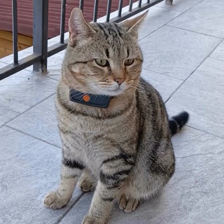 OSA e PAI: "Dove l’Asl non arriva, c’è Ronnie. Rilanciamo della pet therapy con iniziative strutturate"