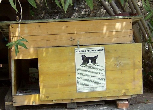 Savona, distrutta per la terza volta in una settimana la colonia felina di via Valcada Savona, distrutta per la terza volta in una settimana la colonia felina di via Valcada