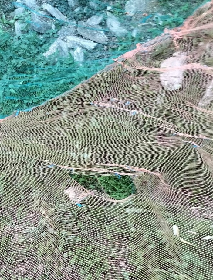 Emergenza cinghiali, Coldiretti: "Nel mirino anche le reti per la raccolta delle olive" Emergenza cinghiali, Coldiretti: "Nel mirino anche le reti per la raccolta delle olive"