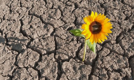 Venerdì con... #Immaginafamiglie: Resistenza, resilienza, crescita attivata dalle avversità