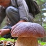 Rialto si prepara alla stagione dei funghi col nuovo tesserino: ecco quali sono permessi, tariffe e limiti giornalieri Rialto si prepara alla stagione dei funghi col nuovo tesserino: ecco quali sono permessi, tariffe e limiti giornalieri