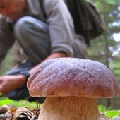 Rialto si prepara alla stagione dei funghi col nuovo tesserino: ecco quali sono permessi, tariffe e limiti giornalieri Rialto si prepara alla stagione dei funghi col nuovo tesserino: ecco quali sono permessi, tariffe e limiti giornalieri