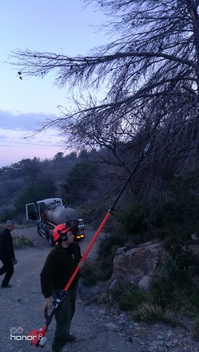 Prevenzione incendi: la Protezione Civile toglie gli alberi secchi a Rollo di Andora