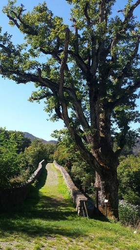 Gli alberi monumentali del Beigua inseriti nel Registro nazionale Gli alberi monumentali del Beigua inseriti nel Registro nazionale