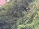 Alassio, proseguono gli interventi si pulizia di rii e torrenti Alassio, proseguono gli interventi si pulizia di rii e torrenti