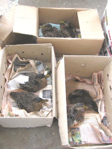 Savona: moria di animali alla foce del Letimbro. Enpa "Emergenza"