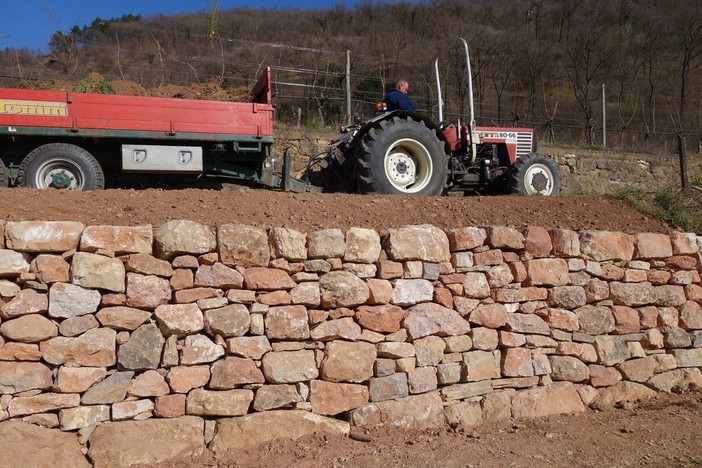 Muretti a secco, oltre 1.300 domande per il bando di Regione Liguria Muretti a secco, oltre 1.300 domande per il bando di Regione Liguria