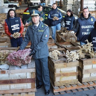Mega sequestro di corallo: era destinato ad un'azienda del ponente (VIDEO)