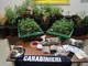 Albenga, compra eroina dal fornitore sottoposto agli arresti domiciliari pagandolo con marijuana: in manette due italiani Albenga, compra eroina dal fornitore sottoposto agli arresti domiciliari pagandolo con marijuana: in manette due italiani