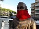 Loano, la statua di San Francesco &quot;imbavagliata&quot; da CasaPound: la condanna del sindaco Pignocca