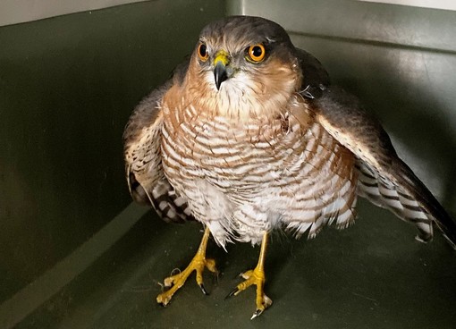 Alassio, sparviere soccorso dai volontari della Protezione Animali