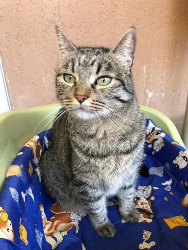 Due gatte cercano casa urgentemente, la loro mamma umana non le può più tenere Due gatte cercano casa urgentemente, la loro mamma umana non le può più tenere